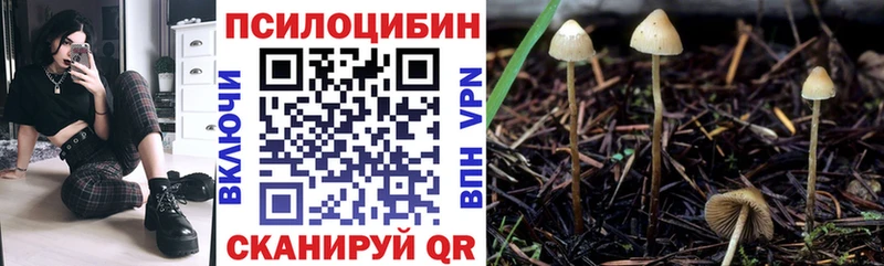 Галлюциногенные грибы Psilocybe Пионерский